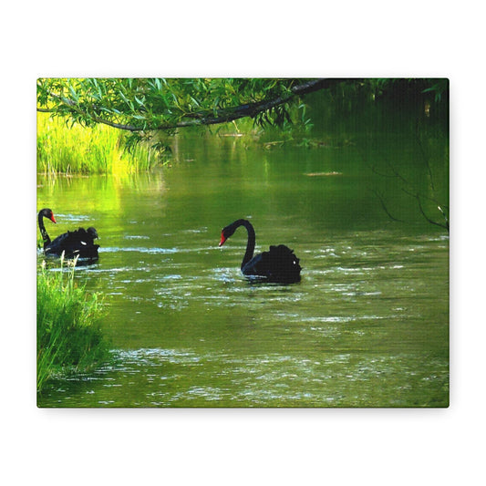 Black Swans Canvas – New Zealand Wildlife Wall Art for Animal Lovers