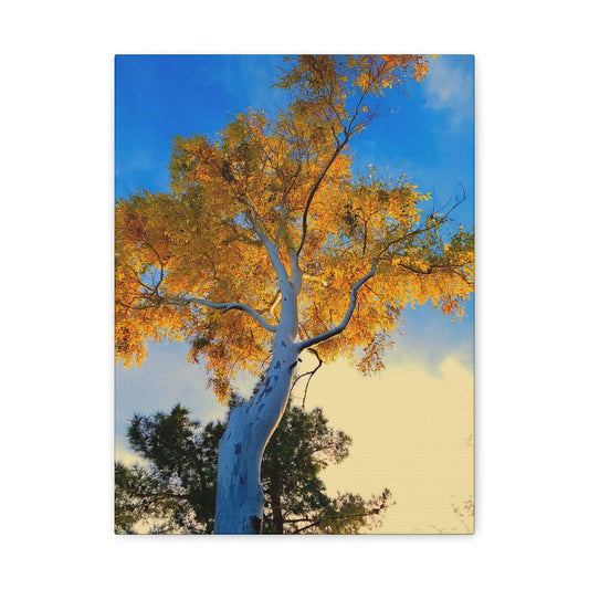 Autumn Tree Canvas – Yellow Leaves & White Bark Nature Wall Art