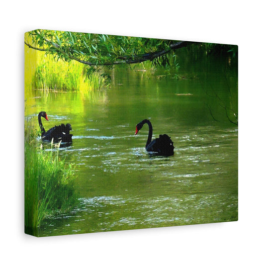 Black Swans Canvas – New Zealand Wildlife Wall Art for Animal Lovers