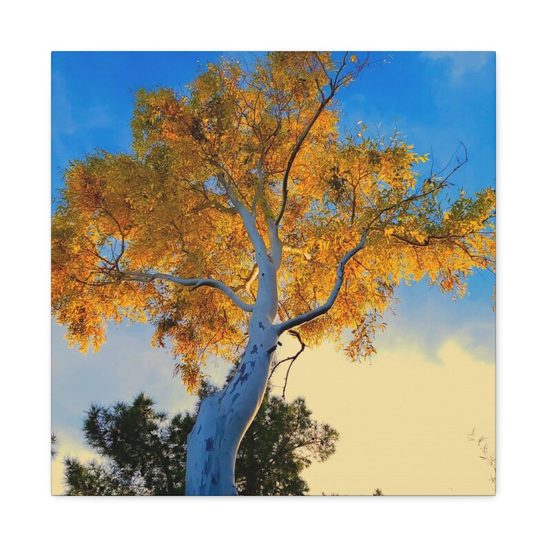 Autumn Tree Canvas – Yellow Leaves & White Bark Nature Wall Art