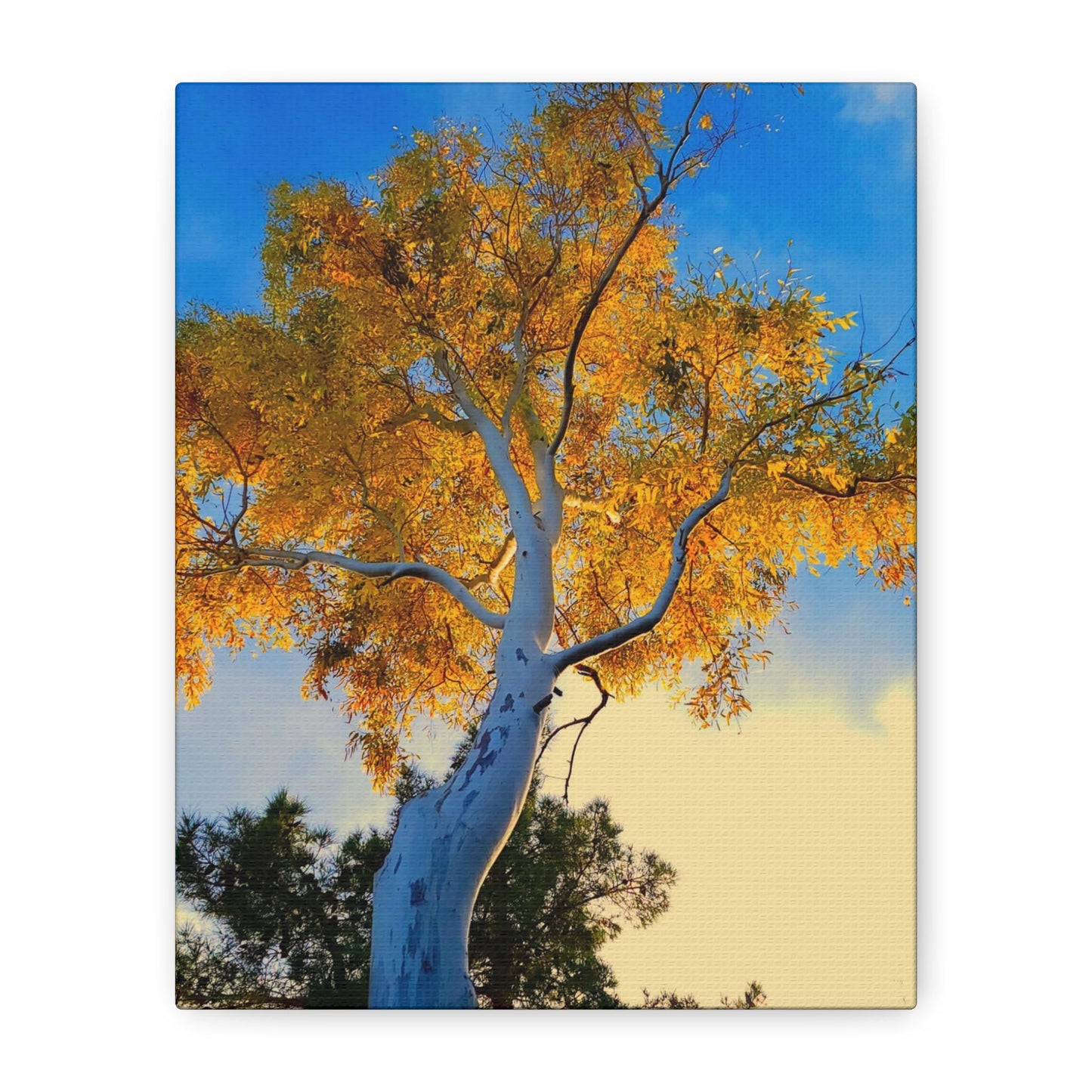 Autumn Tree Canvas – Yellow Leaves & White Bark Nature Wall Art