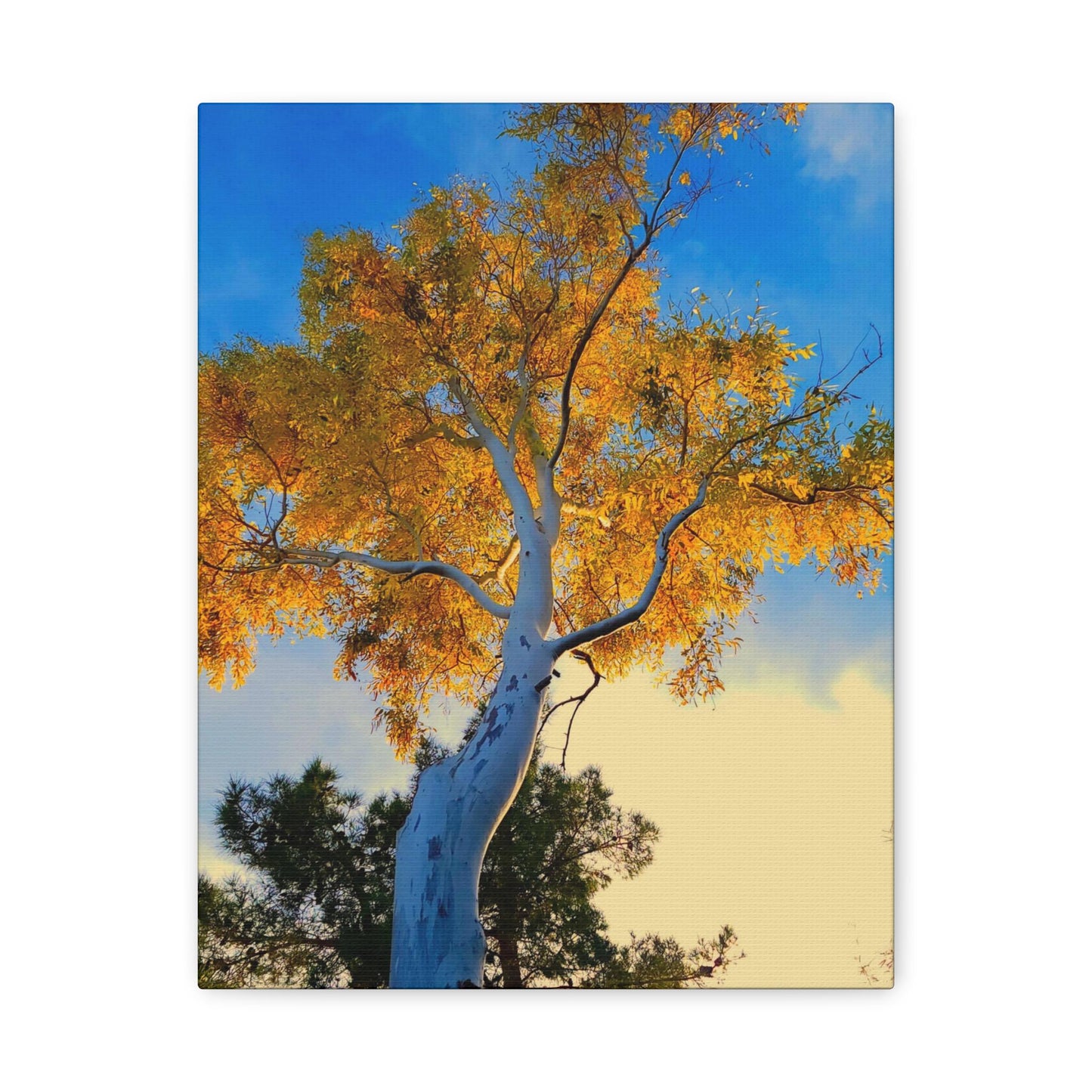 Autumn Tree Canvas – Yellow Leaves & White Bark Nature Wall Art