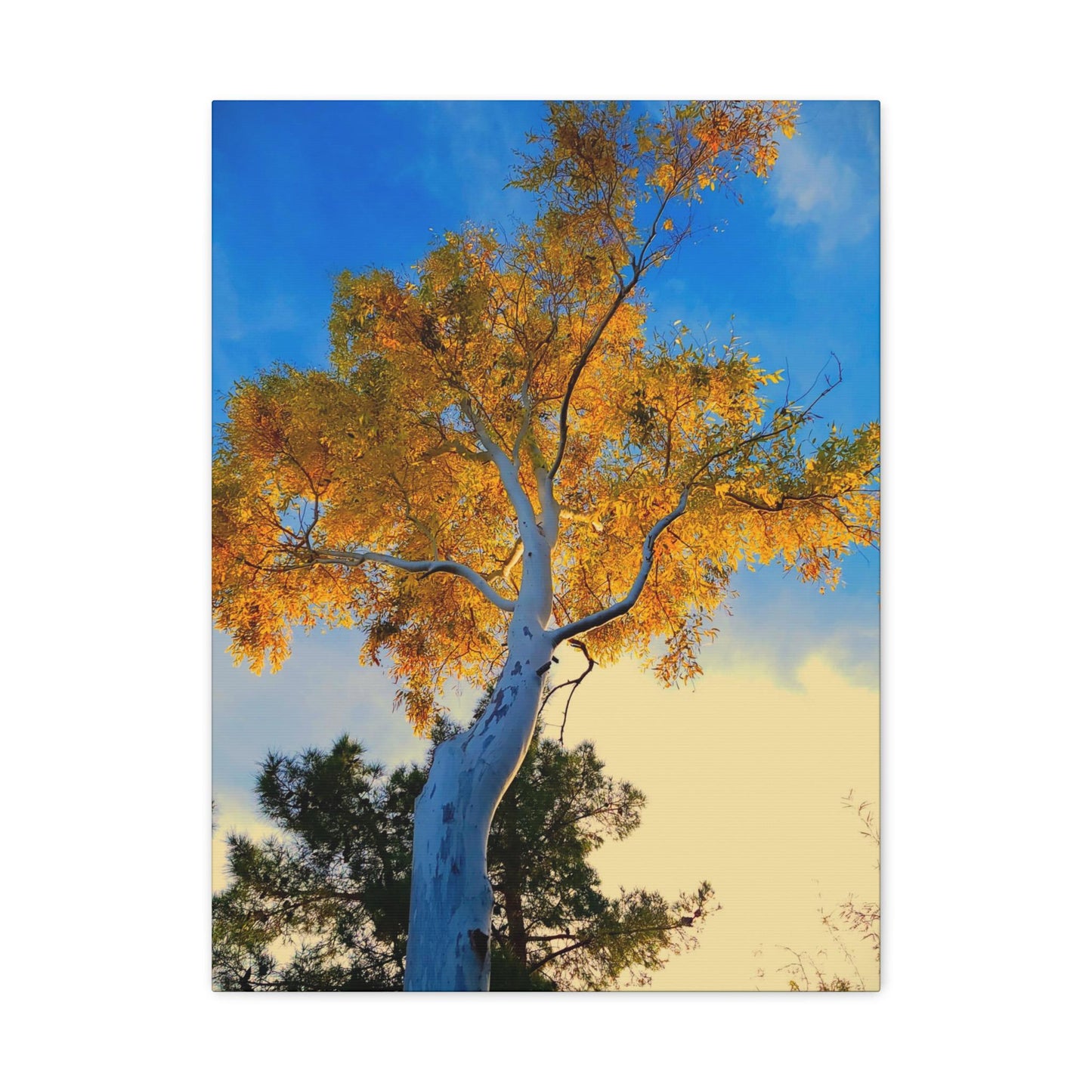 Autumn Tree Canvas – Yellow Leaves & White Bark Nature Wall Art