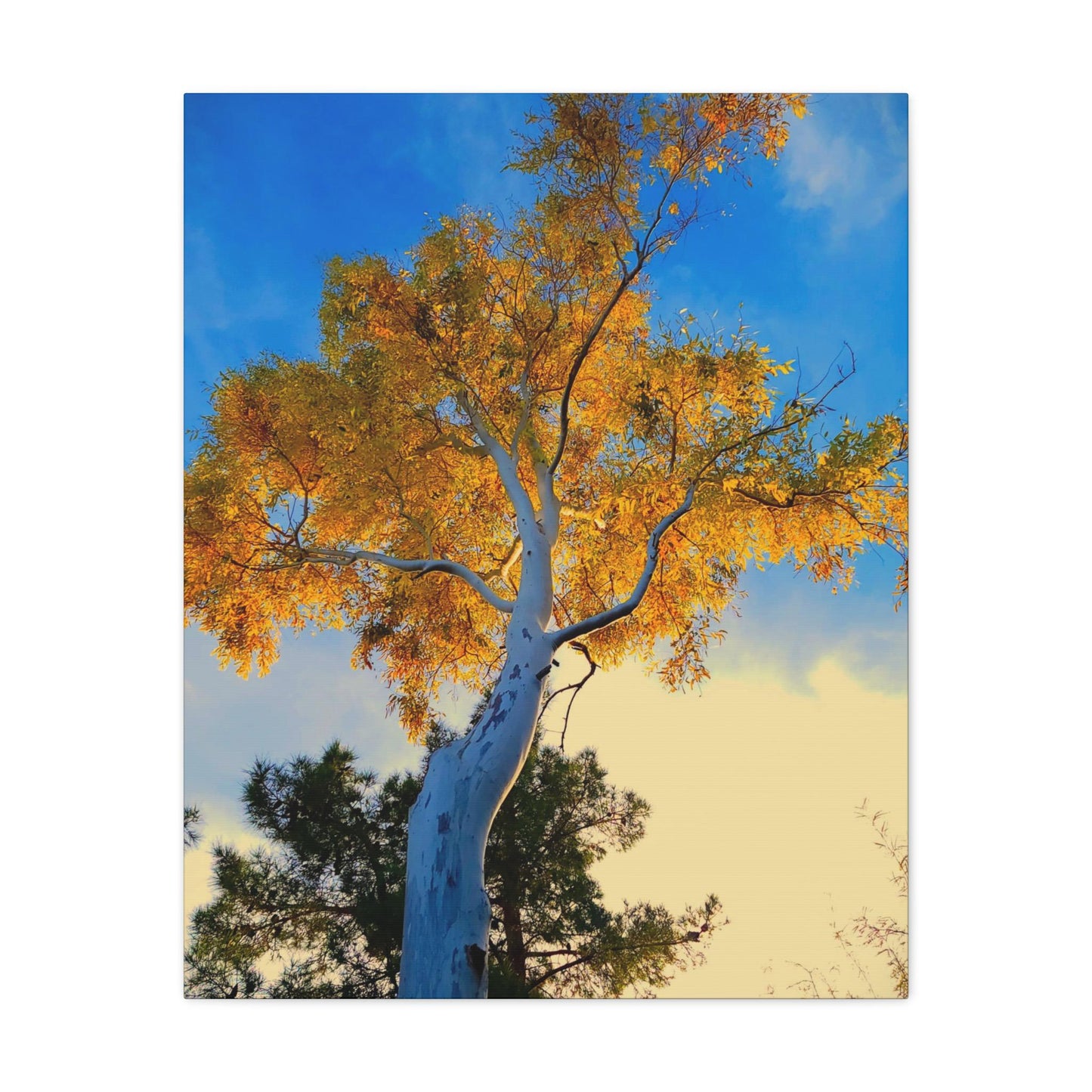 Autumn Tree Canvas – Yellow Leaves & White Bark Nature Wall Art