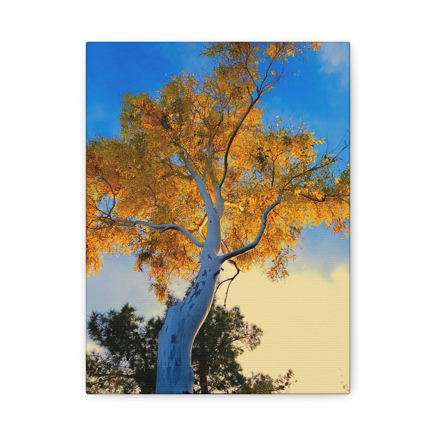 Autumn Tree Canvas – Yellow Leaves & White Bark Nature Wall Art