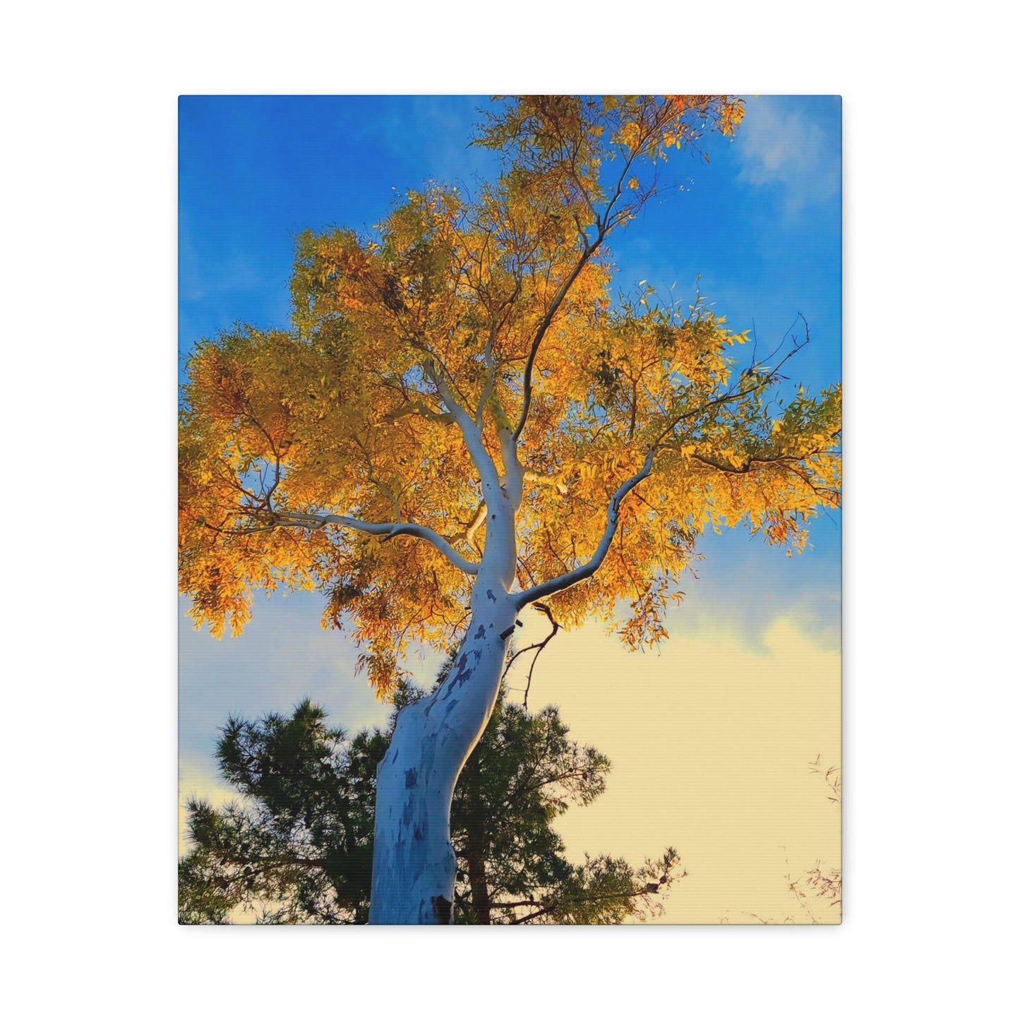 Autumn Tree Canvas – Yellow Leaves & White Bark Nature Wall Art
