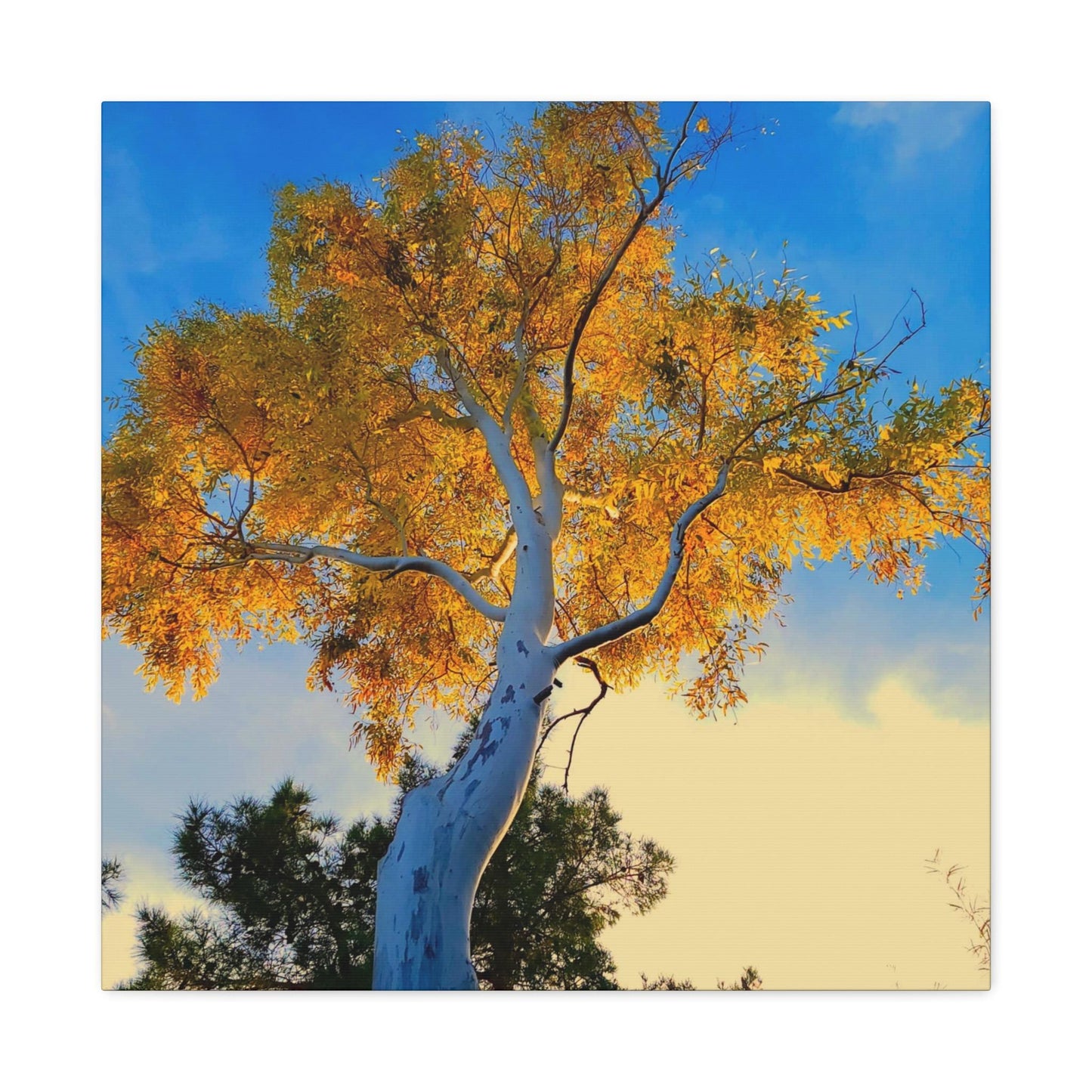 Autumn Tree Canvas – Yellow Leaves & White Bark Nature Wall Art