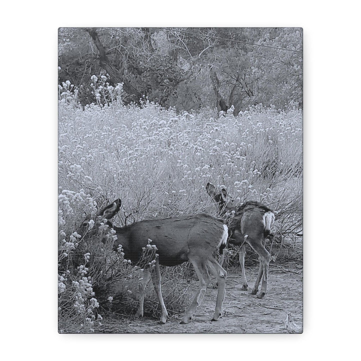 Black & White Deer Canvas – Rustic Nature Wall Art for Animal Lovers