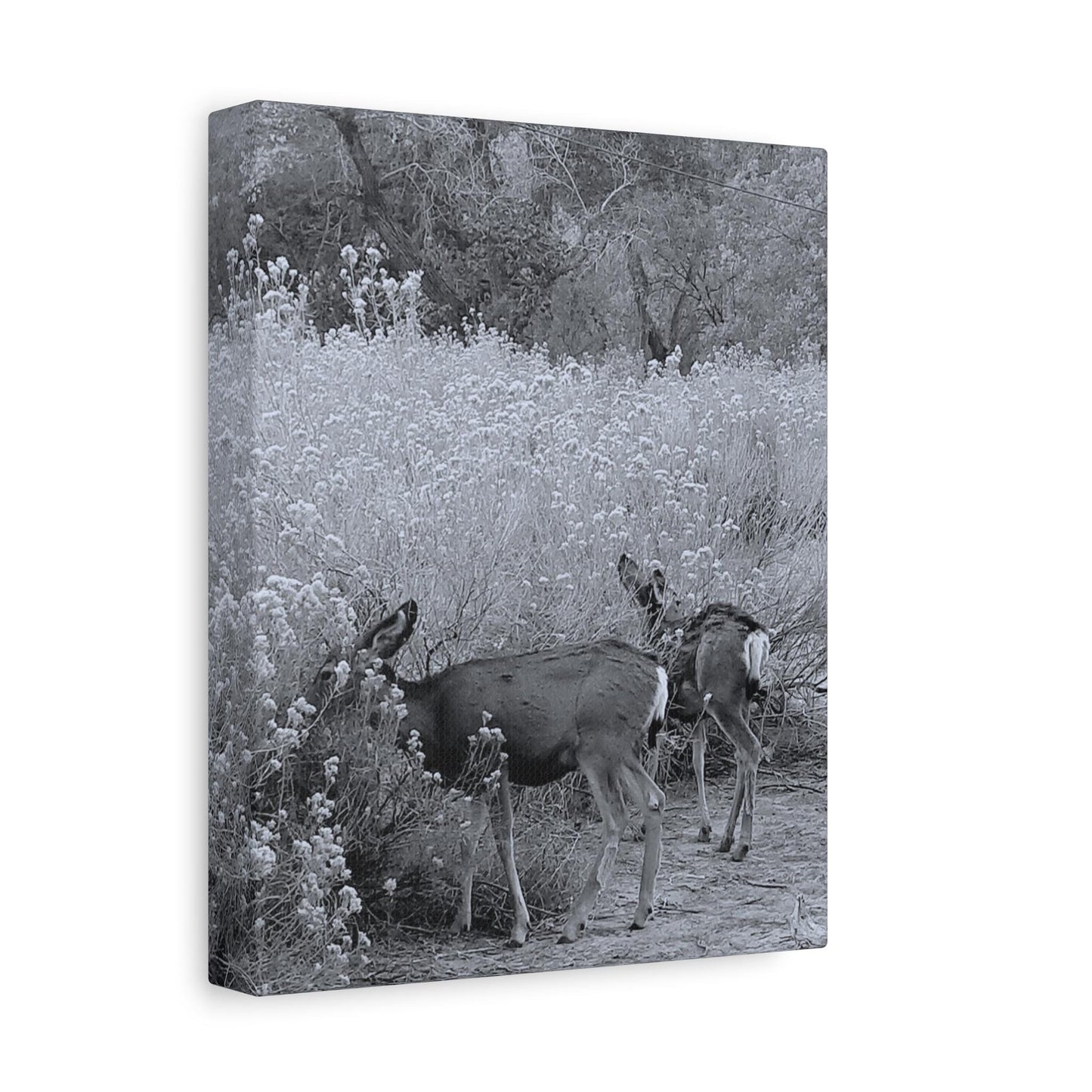 Black & White Deer Canvas – Rustic Nature Wall Art for Animal Lovers